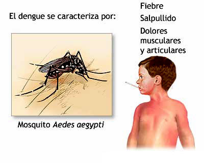 [dengue-+salta.jpg]