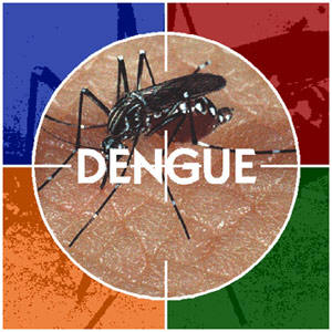 [mosquito_dengue2.jpg]