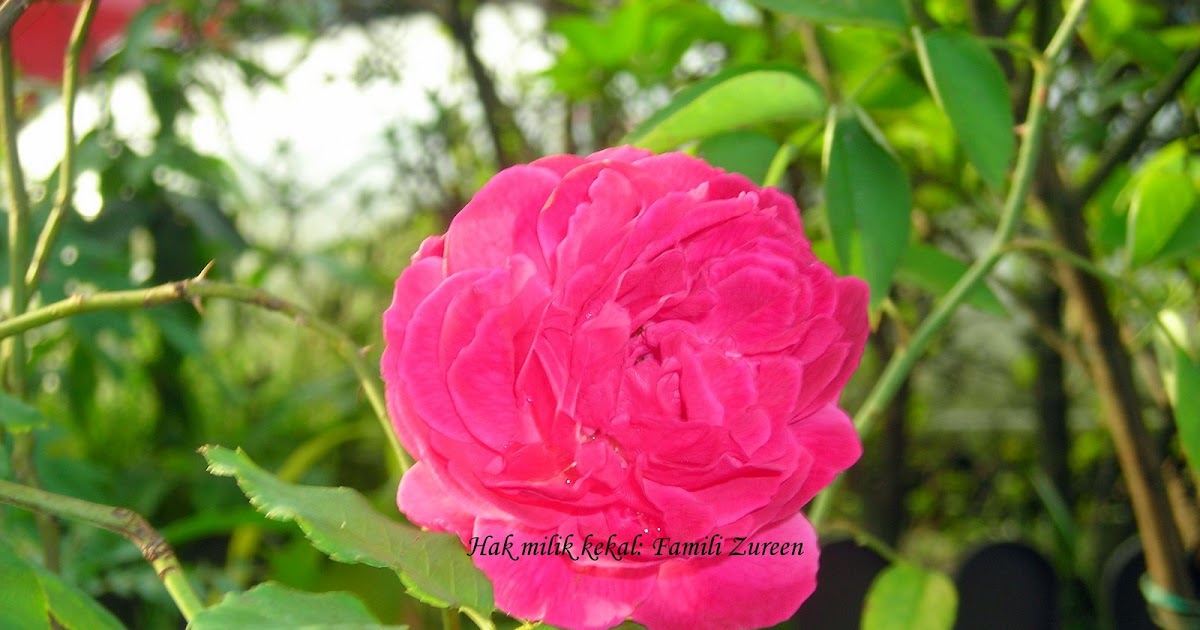 Bunga Bunga Cinta Chord : Cinta Sejati - Bunga Cinta Lestari (cover) by