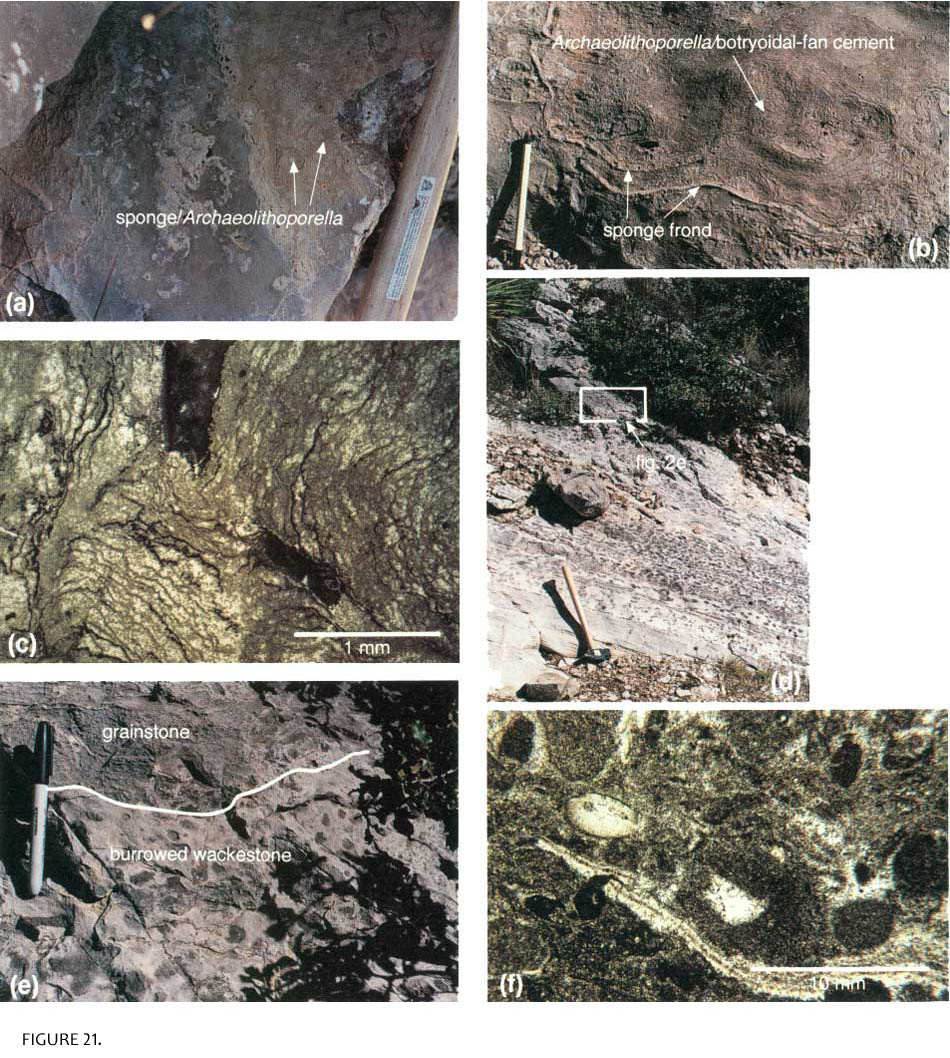 A Walk in the ParkGuadalupe Mountains Fossils