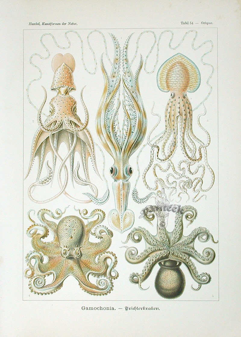 [octopus.jpg]