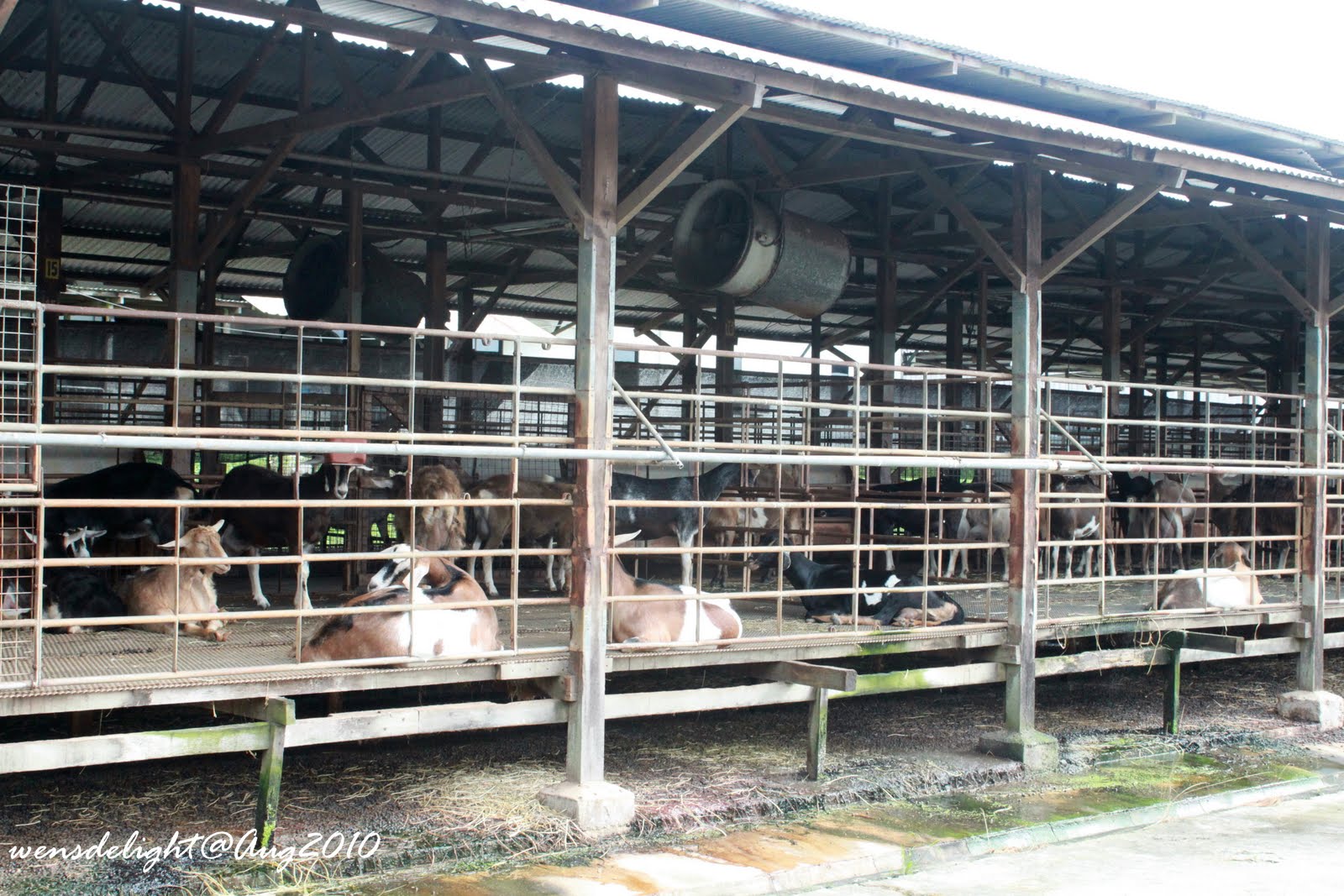 Wen's Delight Hay Dairies Farm A Pictorial