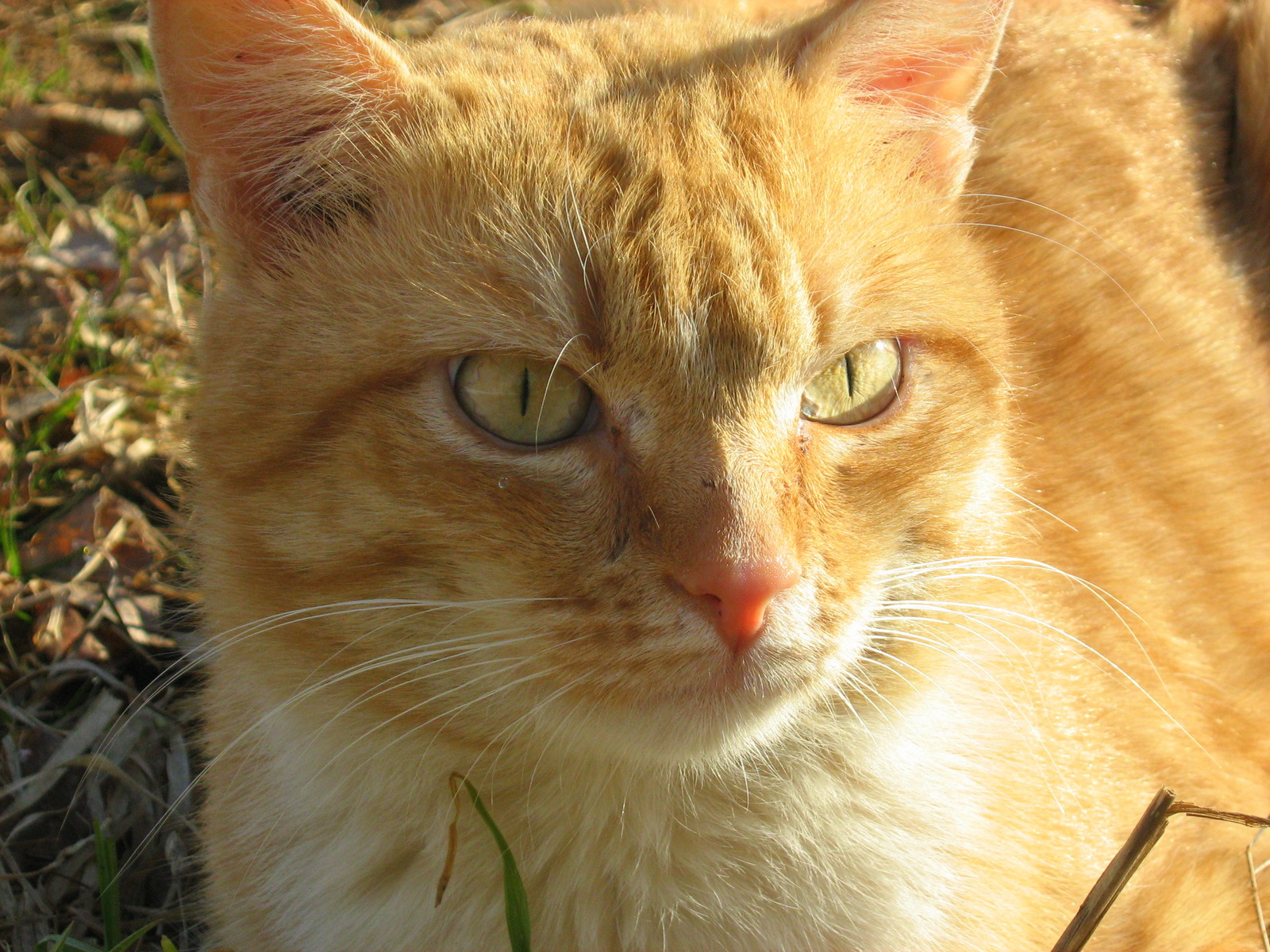 FireRed YellowEyed Cat — Russian Cats Pictures