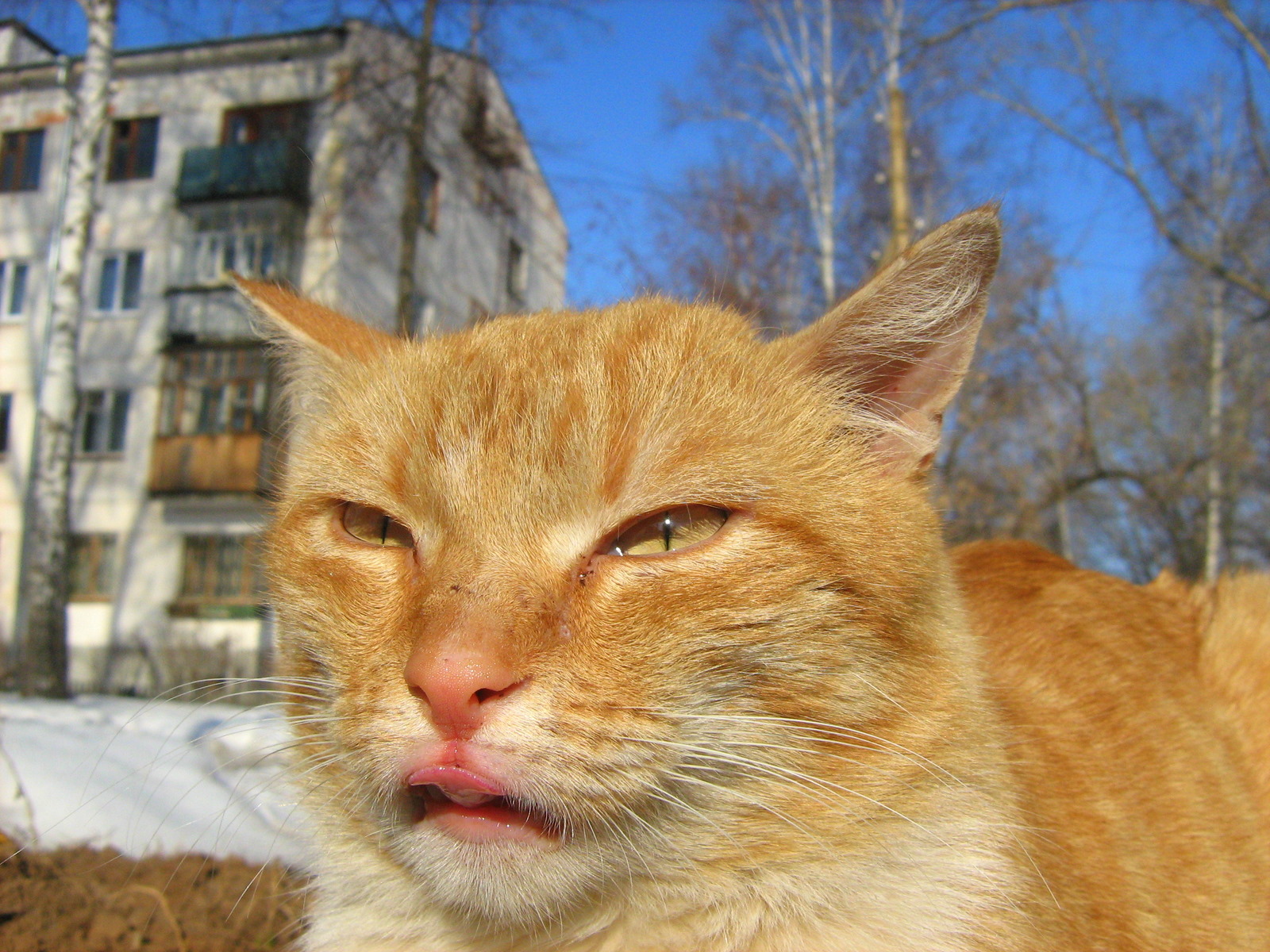 FireRed YellowEyed Cat — Russian Cats Pictures
