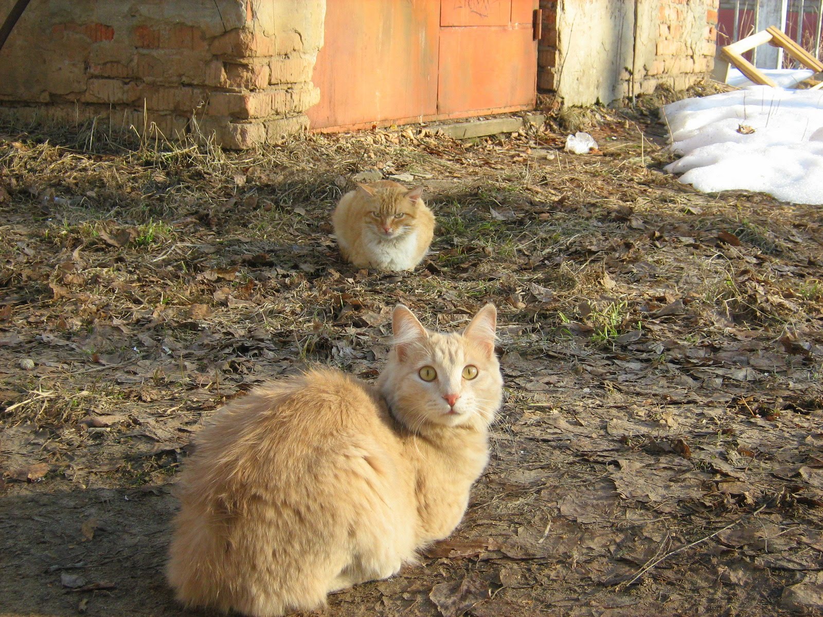 Peach Cat And FireRed Cat — Russian Cats Pictures