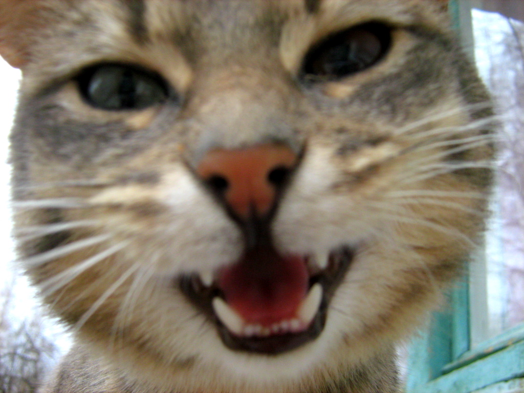 DifferEyed Blue Mackerel Tabby Kitty — Russian Cats Pictures