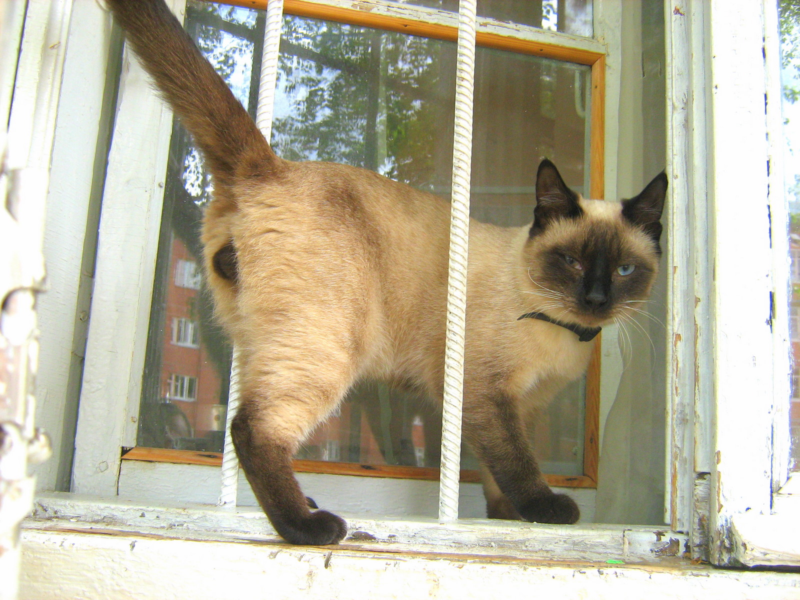 Affectionate Siamese Cat — Russian Cats Pictures
