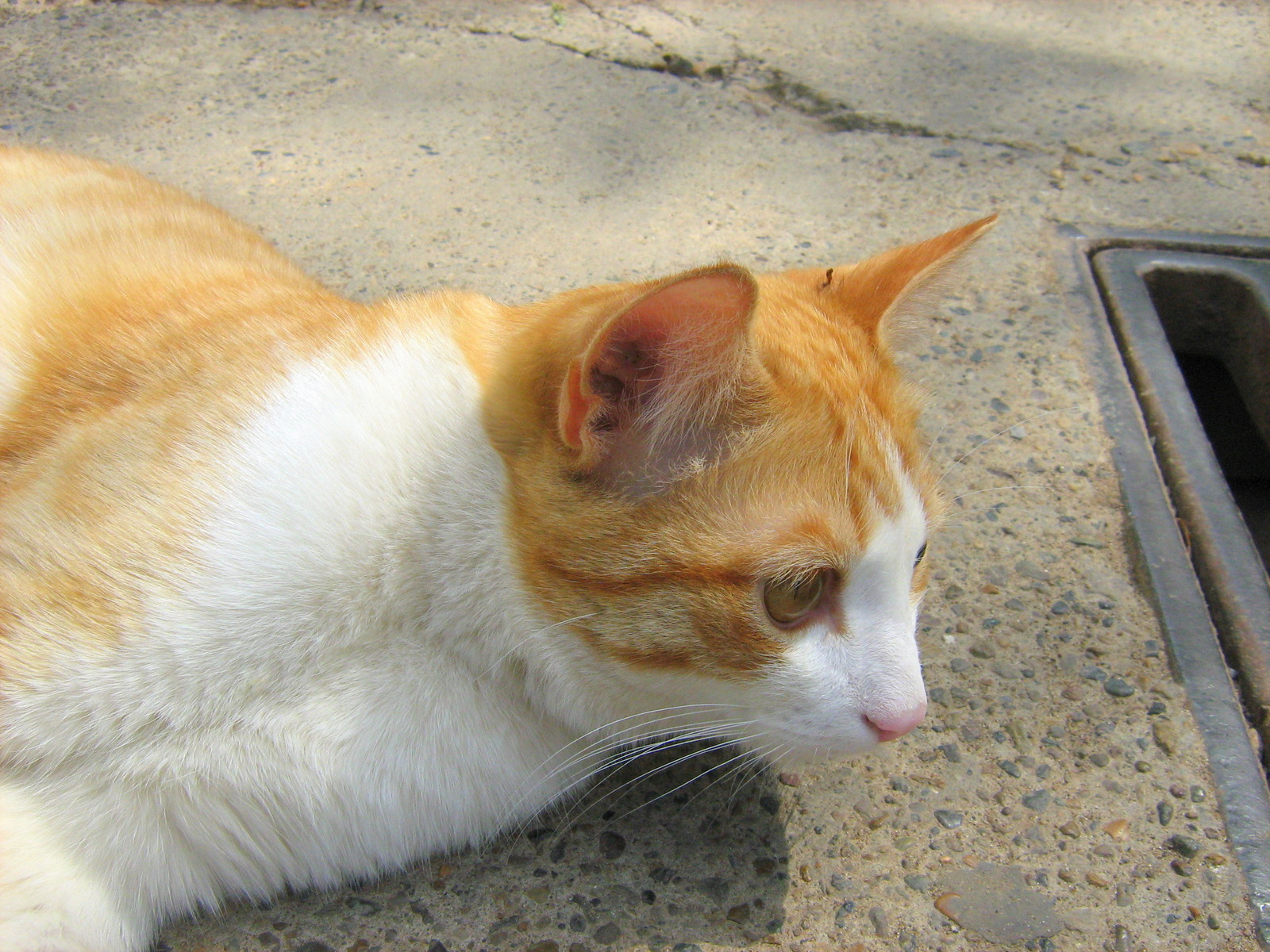 Young Ginger Kitten — Russian Cats Pictures