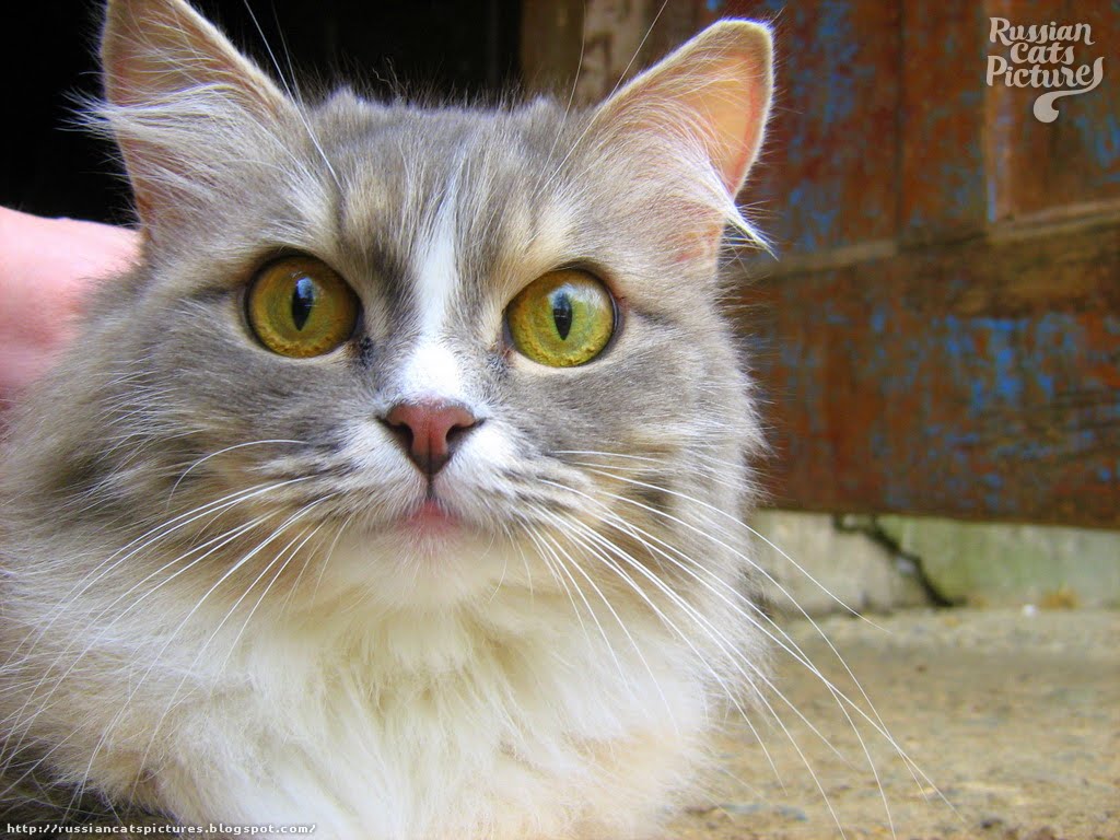YellowEyed Blue Mackerel Tabby with White Kitty — Russian Cats Pictures