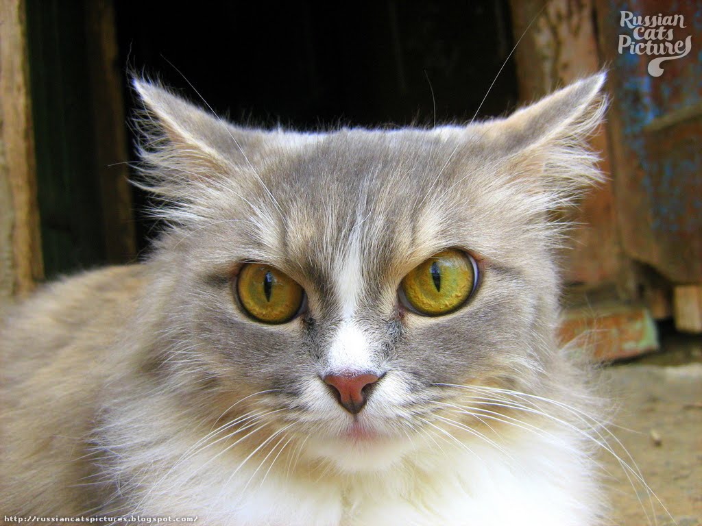 YellowEyed Blue Mackerel Tabby with White Kitty — Russian Cats Pictures