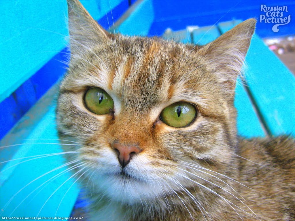 GreenEyed Brown Mackerel Torbie Homeless Kitty — Russian Cats Pictures