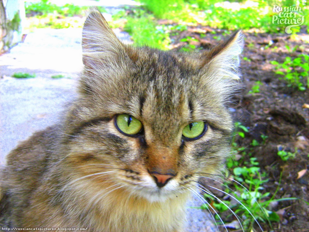 LimeEyed Brown Mackerel Tabby Inquisitive Cat — Russian Cats Pictures