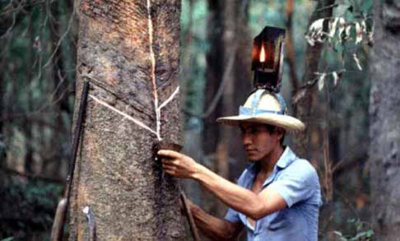 Belterra do Tapajós: O Seringueiro