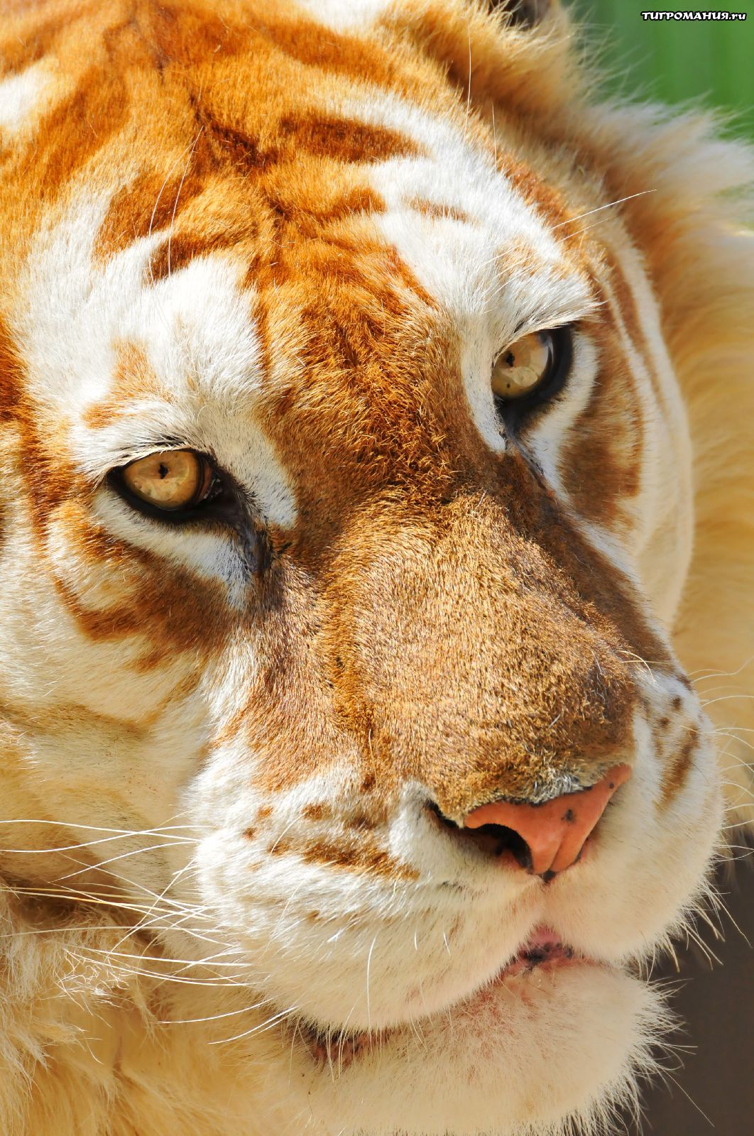Golden Tiger Golden Tiger