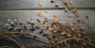 graines de caméline avant récolte