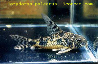 [Corydoras+paleatus.+Scotcat.jpg]