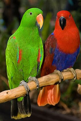 http://3.bp.blogspot.com/_R9jWDBjMl24/SpYBDMH-GtI/AAAAAAAABRI/_IlLPmQIFcY/s400/Eclectus+Parrot1.jpg