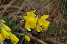 Wild daffodils (narcissus pseudonarcissus)