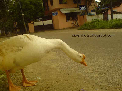 white domestic goose photographed from cochin kerala,geese facts and photos,white goose kerala,kerala-pet-birds