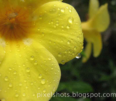 yellow-bell-flowers-in rain,rain-drops-on-yellow-petals-of-allamanda-flowers,kerala-flowers