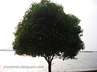 tree,ernakulam-subash-park-trees,lonely-tree-beside-sea,cochin-photos