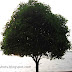 Lonely Tree beside the Sea, Photo fom Subhash park, Cochin-kerala