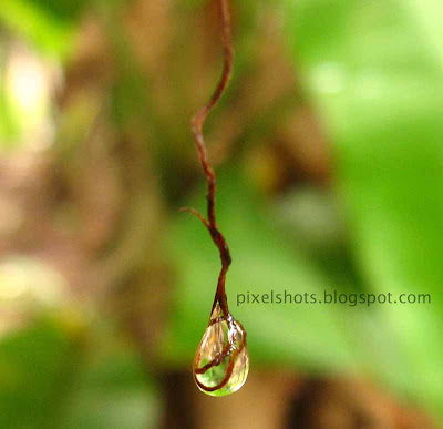 raindrop-macro-photo,water-droplet-photographed-with-cannon-powershot-a530,after-rain-photos,water-droplet-clinging-from-plantain-leaf-fibre