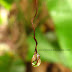 Rain Drop Macro Photo, Rain Drop tied in Plantain Leaf String, a Cannon Powershot A530 picture
