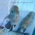 Lion Head Cichlid, African Aquarium fish- Photos from Cochin Aquarium Show