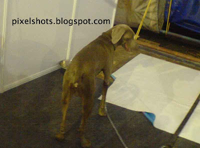 weimaranner,kerala dog show photos,docked tail dog,grey short tailed dog,weimaranner caring facta and photos,german dogs,hunting dog,family pet dog,dog training