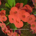 Euphorbia Millii red flowers, flower bunches of spiky tropical garden plant, Kerala Garden Plants