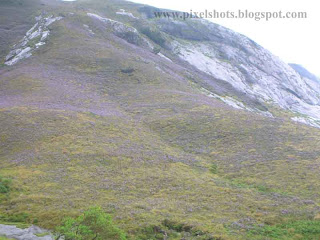 violet flowers of neelakurinjis spread over mountain slope to give the hill a violet colour