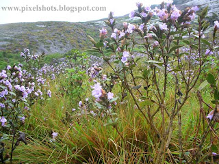 violet flowers neelakurinjis closeup image with neeelakurinji plants from munnar rajamala hills