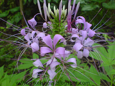 flowers in gardens,violet group of flowers closeup photo from home garden,kerala-common-garden-flowers