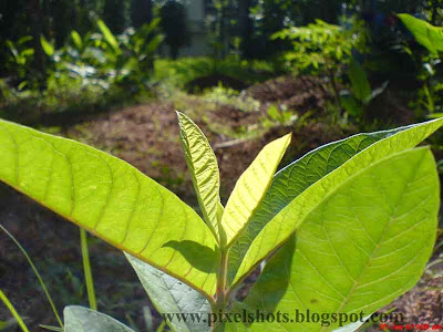 gauva-plant-budding-tender-leaves from home-garden,guava-leaves,sony-ericsson w810 photography,pixelshots-macro-photos,kerala-fruit-plants