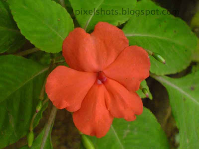 small red garden flower closeup mode photograph from home garden