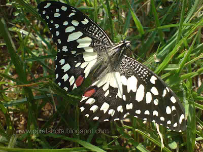 butterflies closeup digital picture from home garden