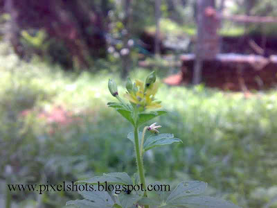 yellow flower in plant photo using nokia n73