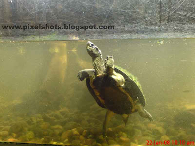 closeup photograph of turtle in aquarium fish tank from madras crocodile park in India, madras reptile park aquarium, green tortoise, ferns on tortoise body, crocodiles and tortoises