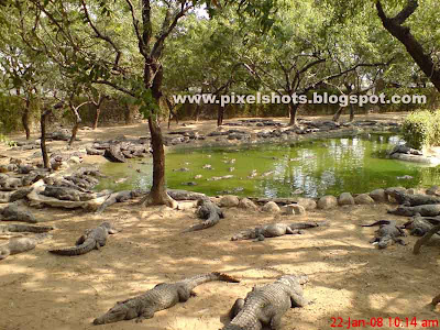 crocodiles around the pond in crocodile park in india, reptiles in zoo, crocodiles in indian zoos, crocodile breeding zoos in india, biggest crocodile bank, largest indian crocodile zoo, chennai reptile zoo,crocodile breeders,croc world