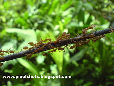 closeup digital photograph of ants moving through a garden plant branch