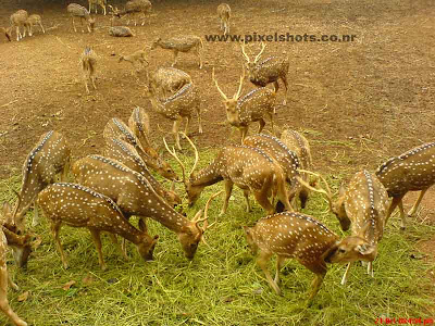 spotted deer groups feeding on plant leaves photograph from the hill palace of cochin deer park