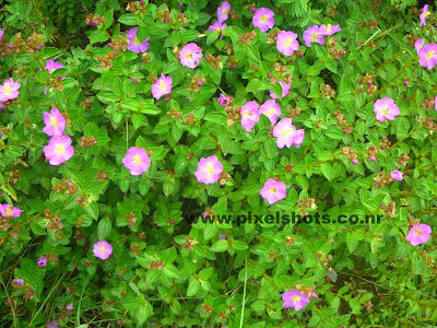 violet flowers from munnar photograph taken with nikon coolpix digital camera