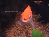 gold fish,aquarium fish gallery,pixelshots photo galleries