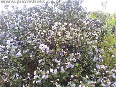 rare flowers in kerala,neelakurinji flower blooms only once in 12 years,main attraction of kerala tourism,rare violet flowers,kerala flower photos