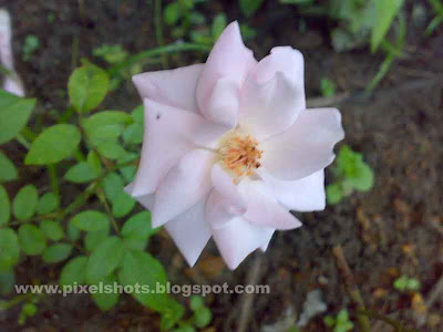 white rose flower photograph from home gardens