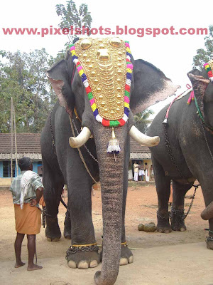 elephant named after hindu god,kerala temple owned elephant e ayyappan,elephant-information,famous-elephant,mighty-tuskers