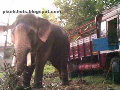 Elephant Ganapathy or Ganesh from Kerala,elephant-photo,elephants,kerala-elephants