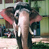 Named Temple Elephants of Kerala/India:Elephant Facts and photos