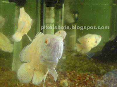 pink-oscar aquarium-fishes,oscars,fish-closeup-photo,aquariums-cochin-kerala